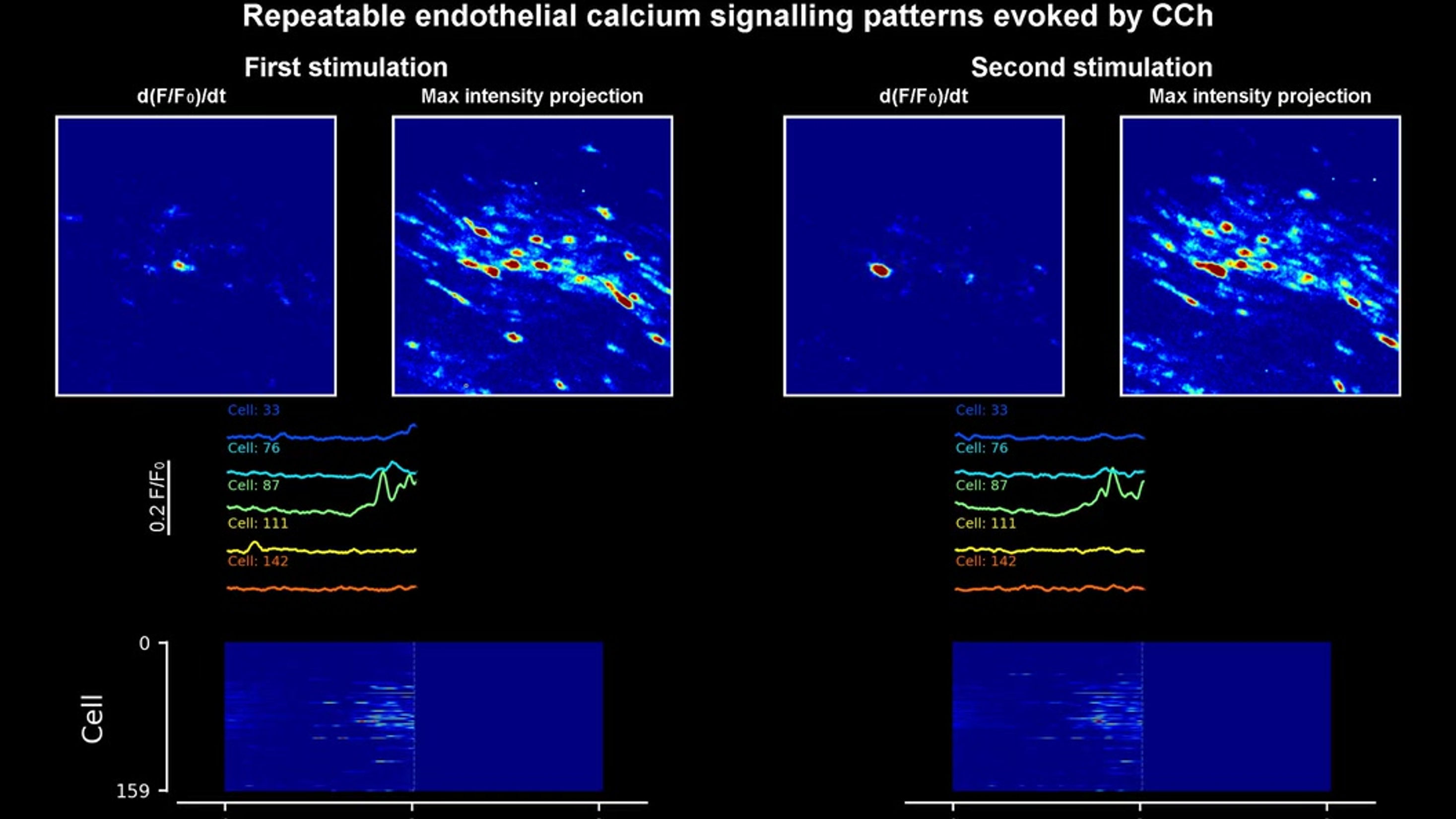 Reproducibility of CCh